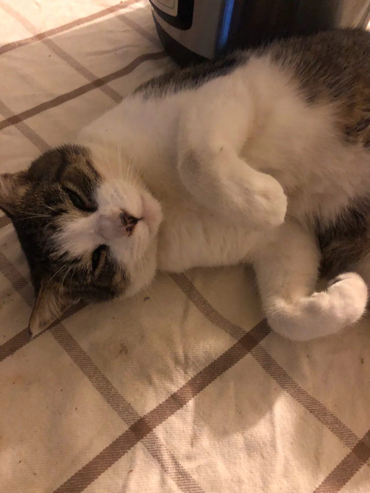 Lost cat in Long Beach, CA, 90807