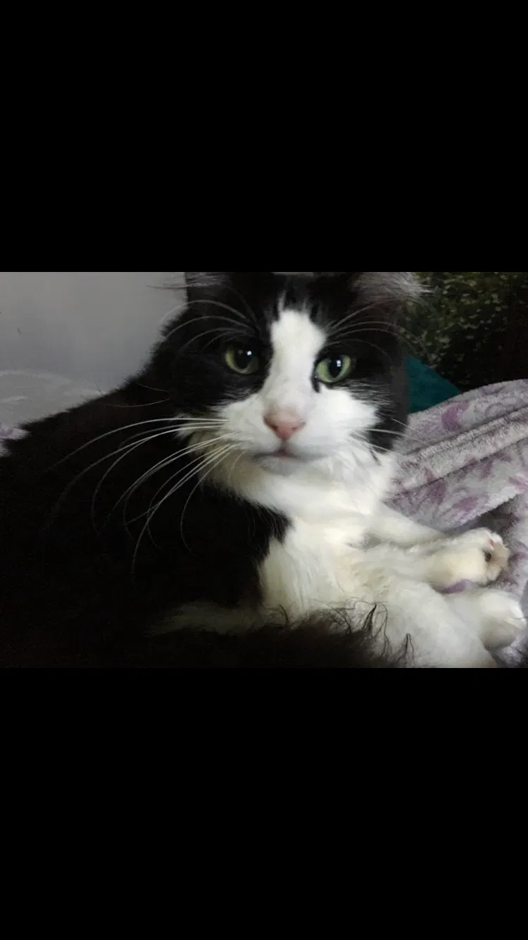 Lost cat in Denver, CO, 80204