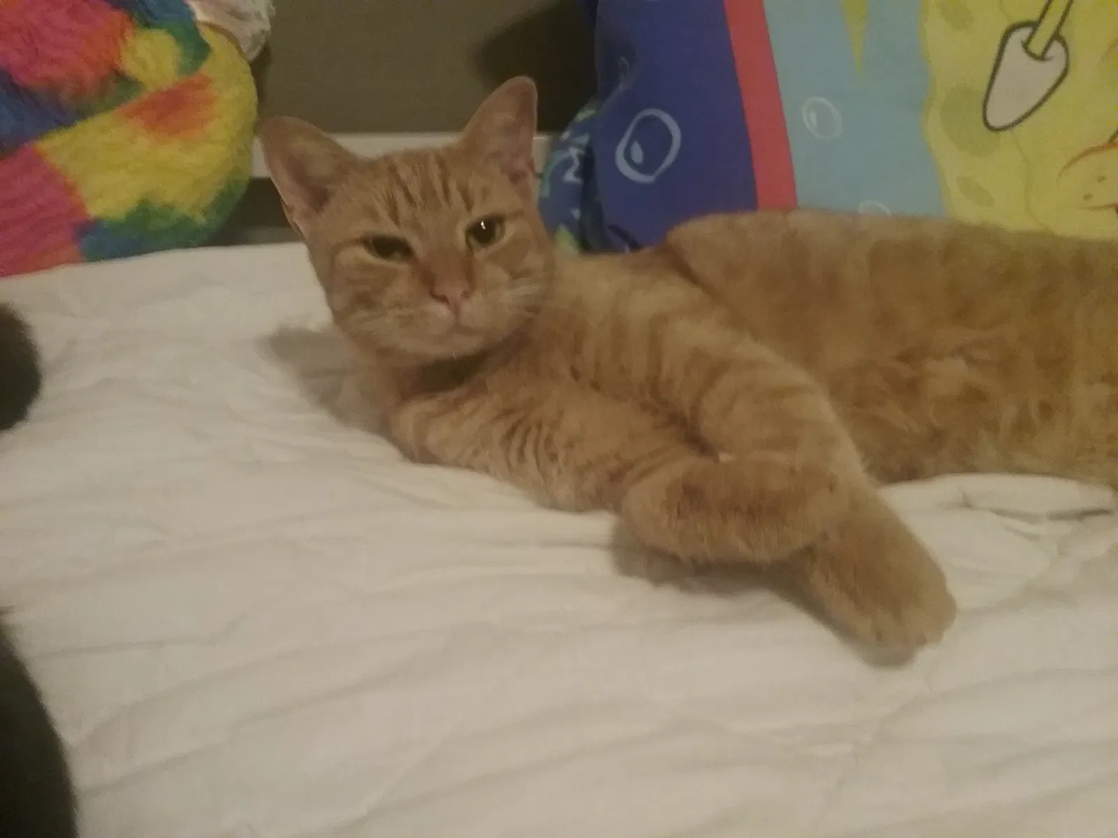Lost cat in Bonaire, GA, 31005