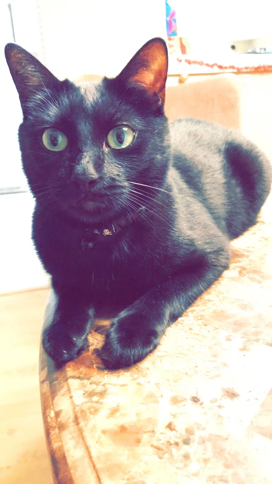 Lost cat in Cibolo, TX, 78108