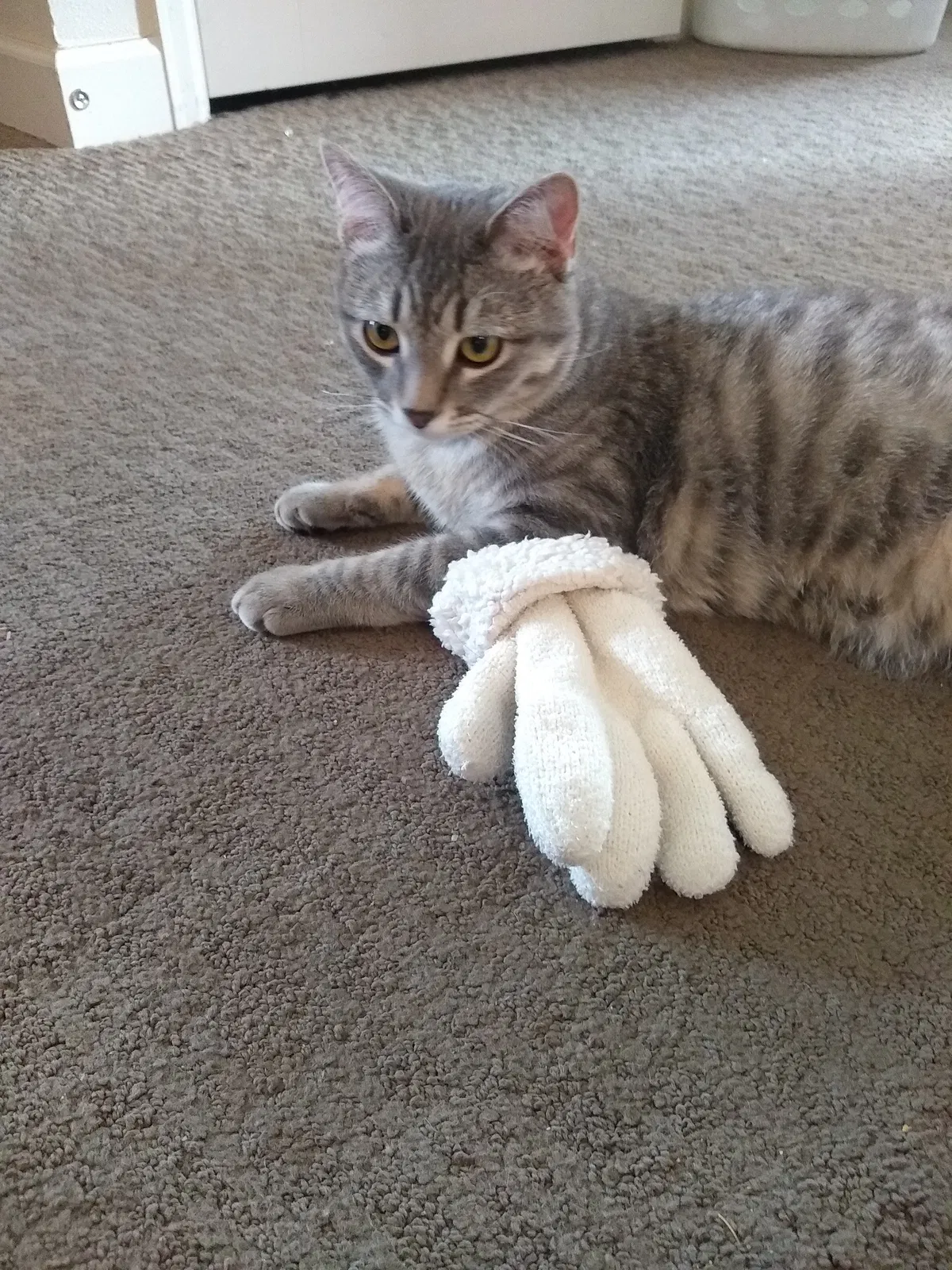 Lost cat in Loveland, CO, 80537