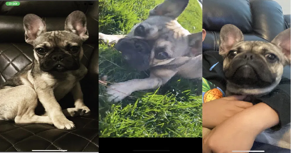 Lost dog in Downey, CA, 90241