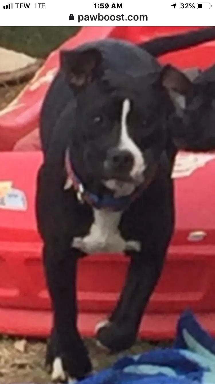 Lost dog in Edison, NJ, 8817