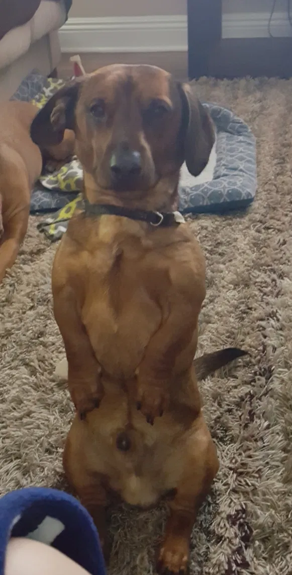 Lost dog in Slidell, LA, 70458