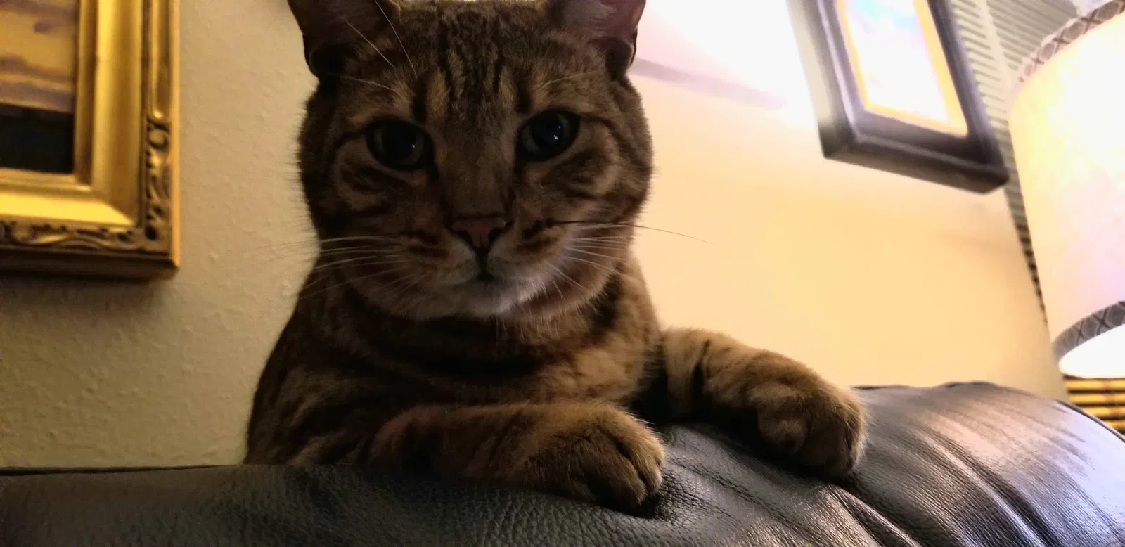 Lost cat in San Antonio, TX, 78232