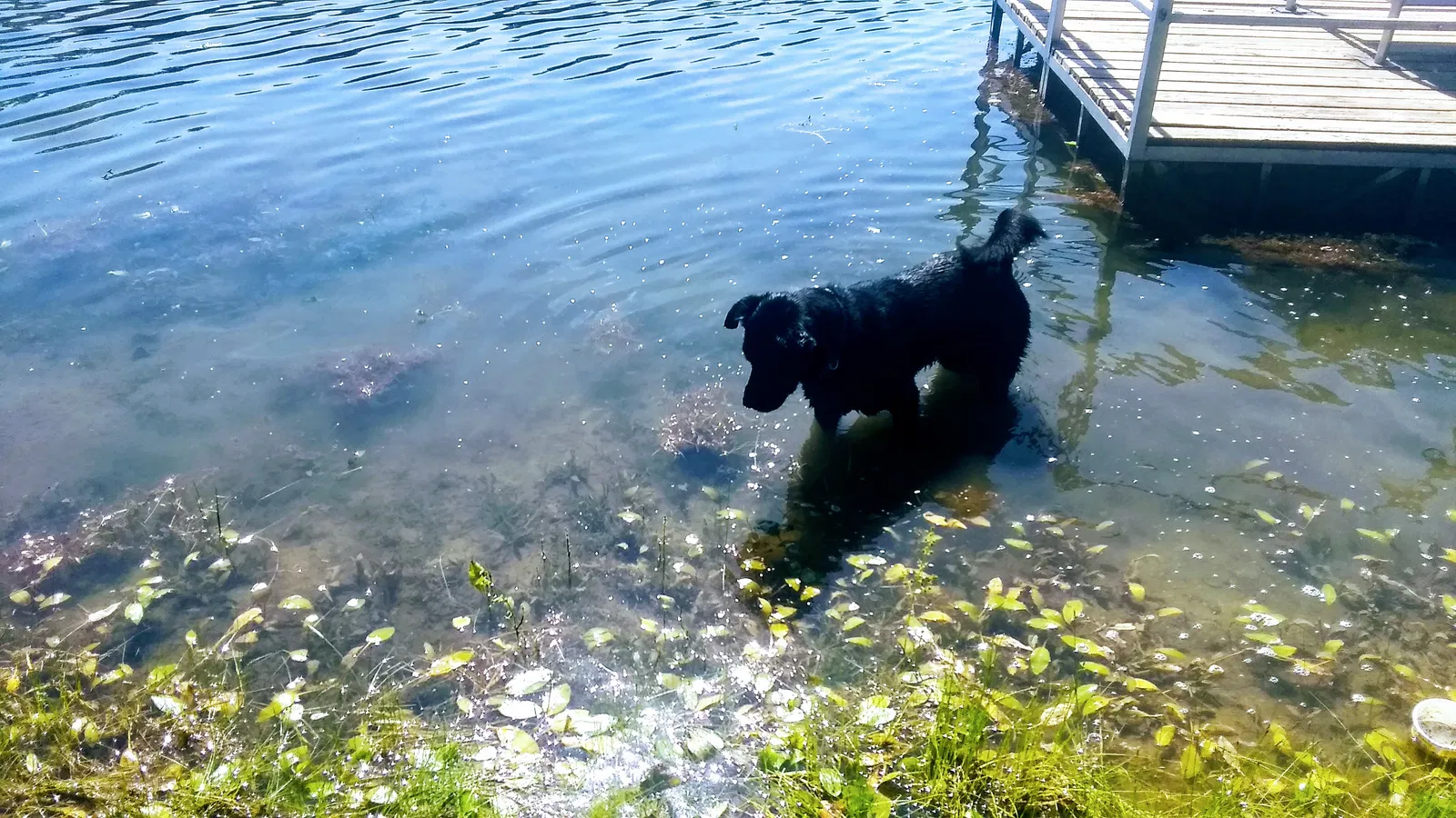 Lost dog in Maurice, IA, 51036