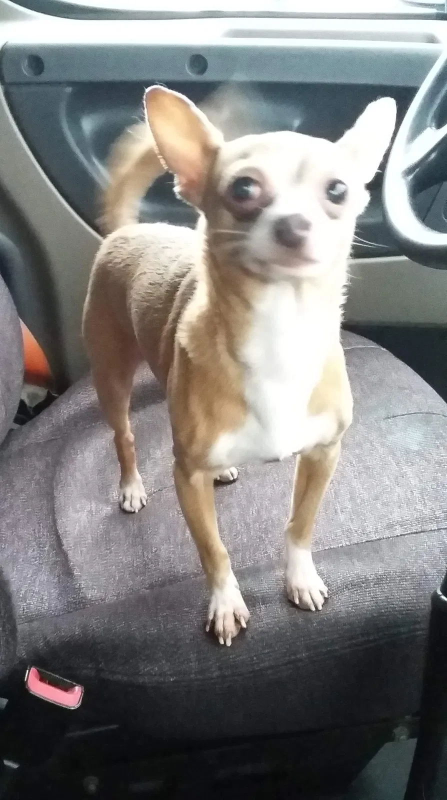Lost dog in Pennsauken, NJ, 8110