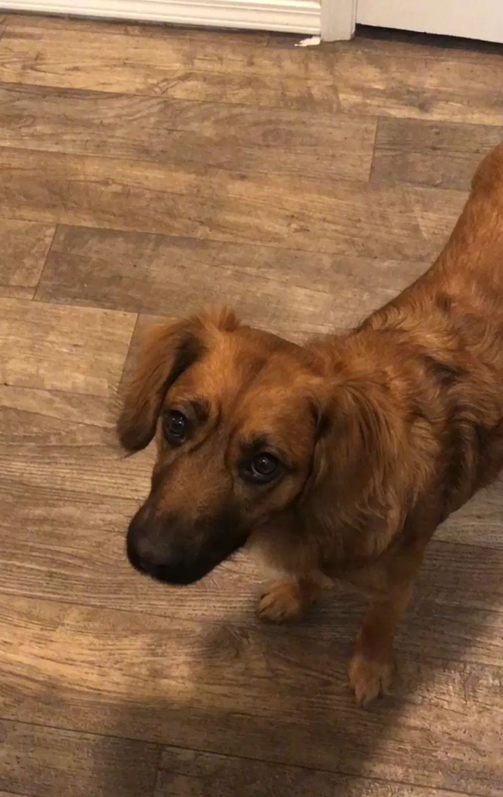 Lost dog in Walla Walla, WA, 99362