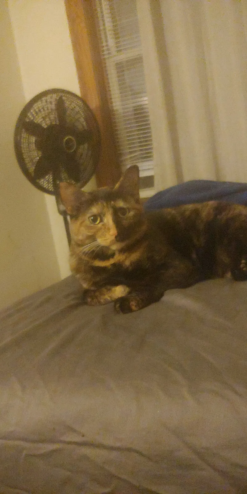 Lost cat in Chicago, IL, 60641