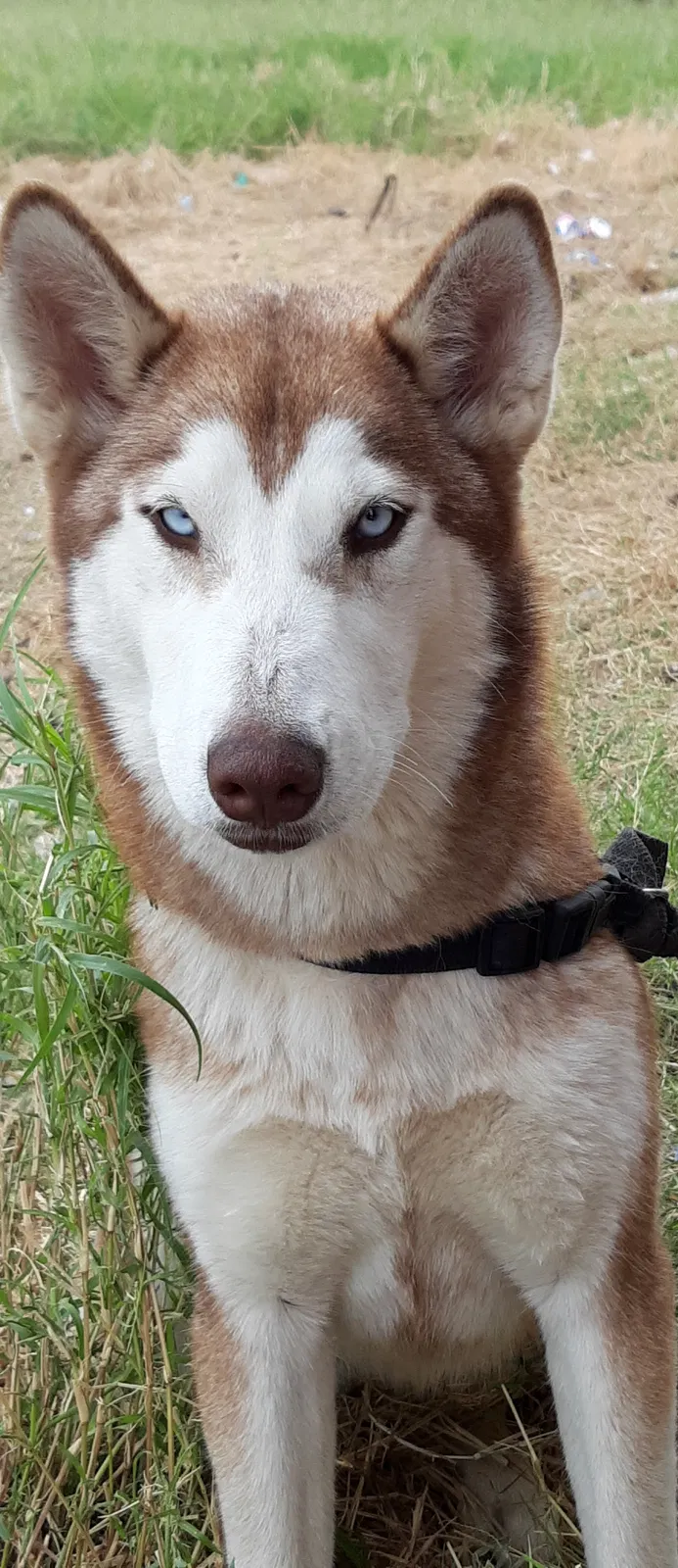 Lost dog in Alamo, TX, 78516