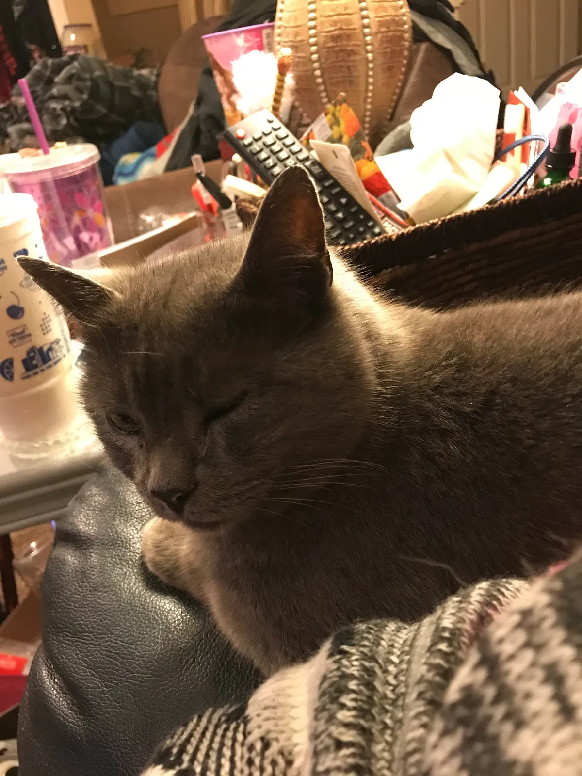 Lost cat in Belton, TX, 76513