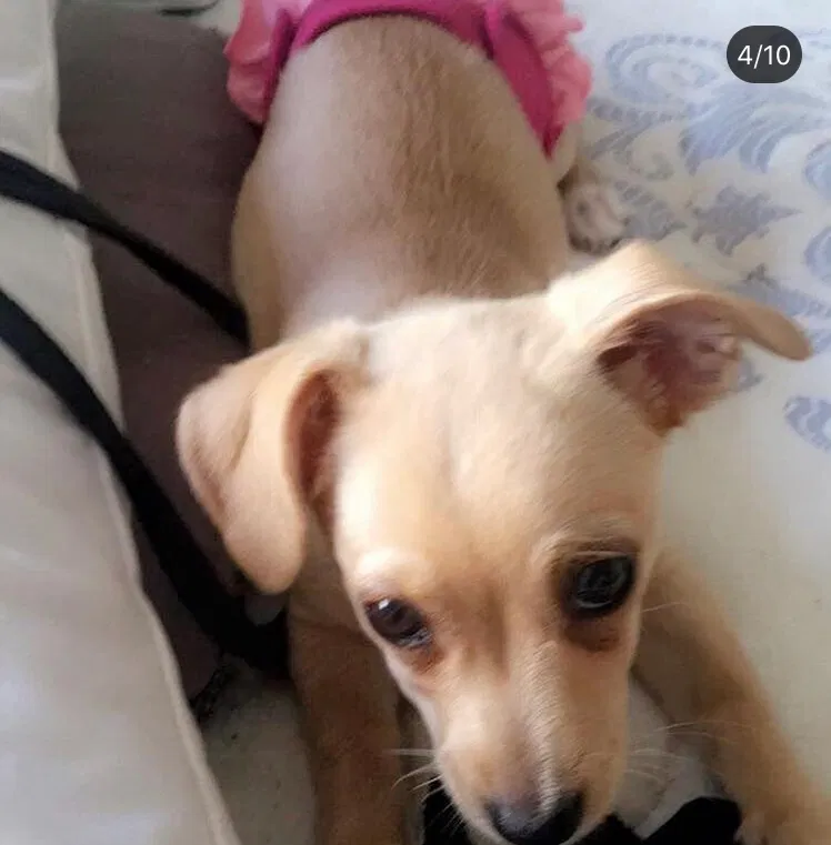 Lost dog in Hartford, CT, 6106