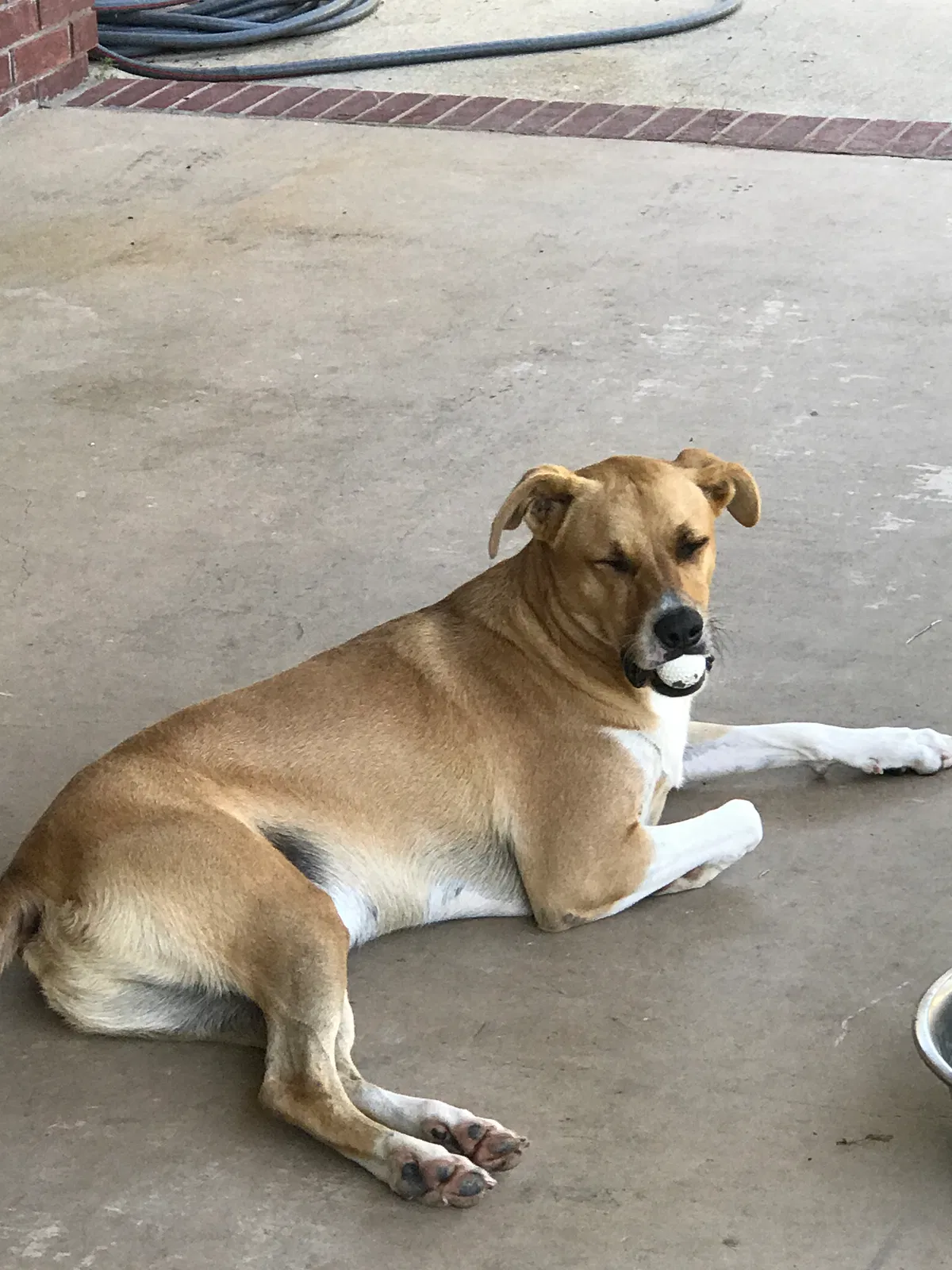 Lost dog in Hattiesburg, MS, 39401