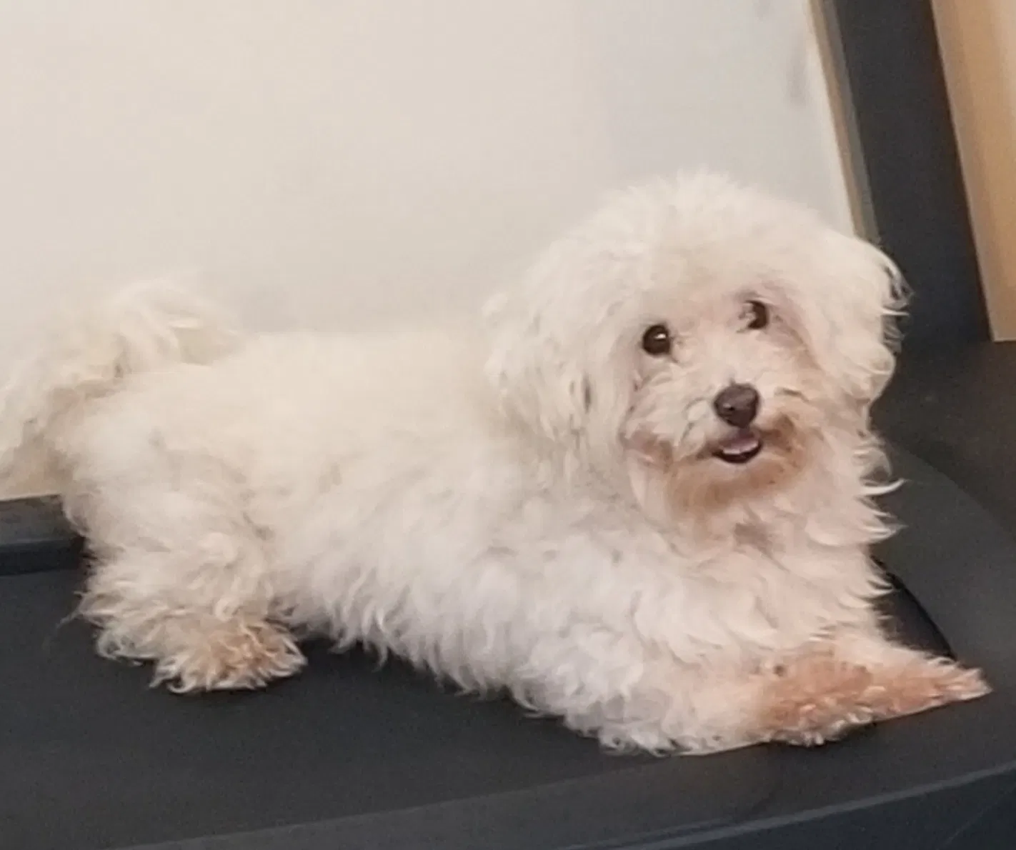 Lost dog in Hyattsville, MD, 20783