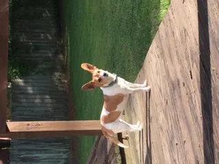 Lost dog in Brandon, MS, 39047