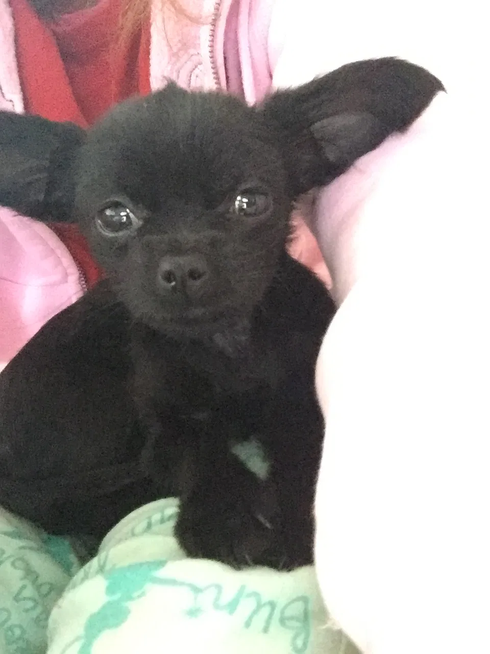Lost dog in Waterford, NY, 12188