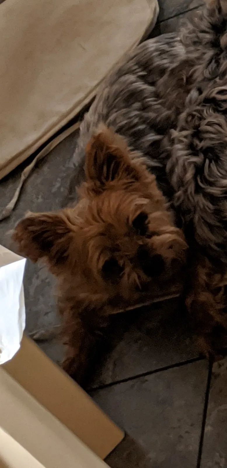 Lost dog in Las Vegas, NV, 89117