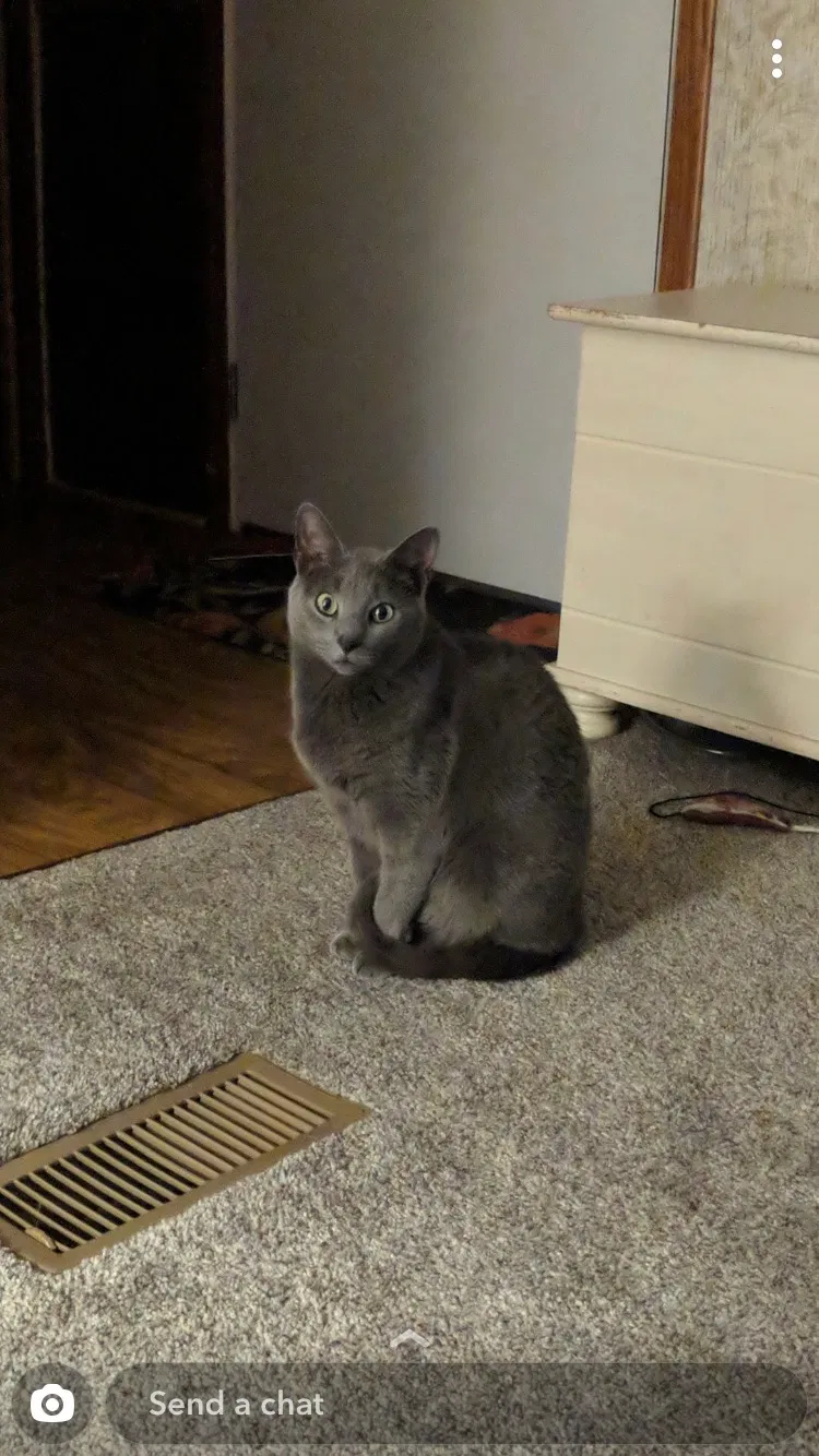 Lost cat in Creston, OH, 44217