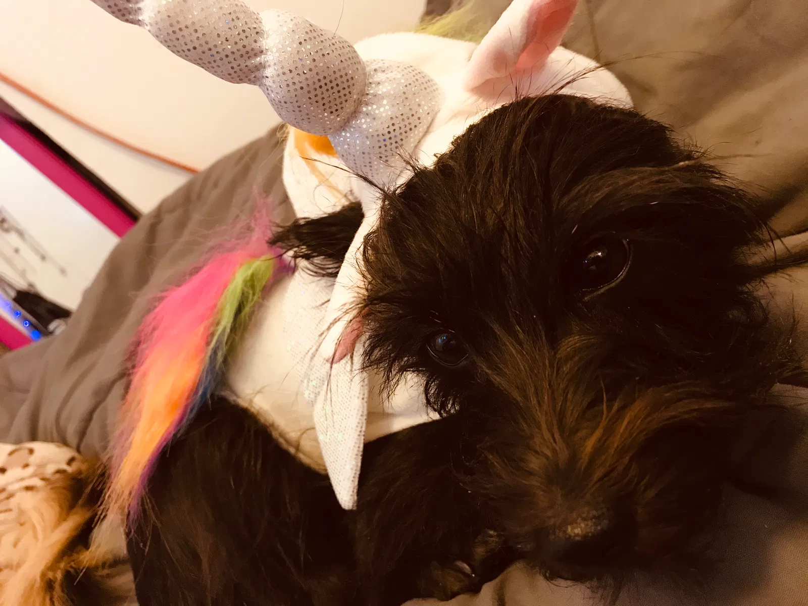 Lost dog in Lehi, UT, 84043