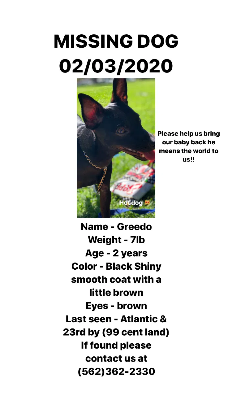 Lost dog in Long Beach, CA, 90806