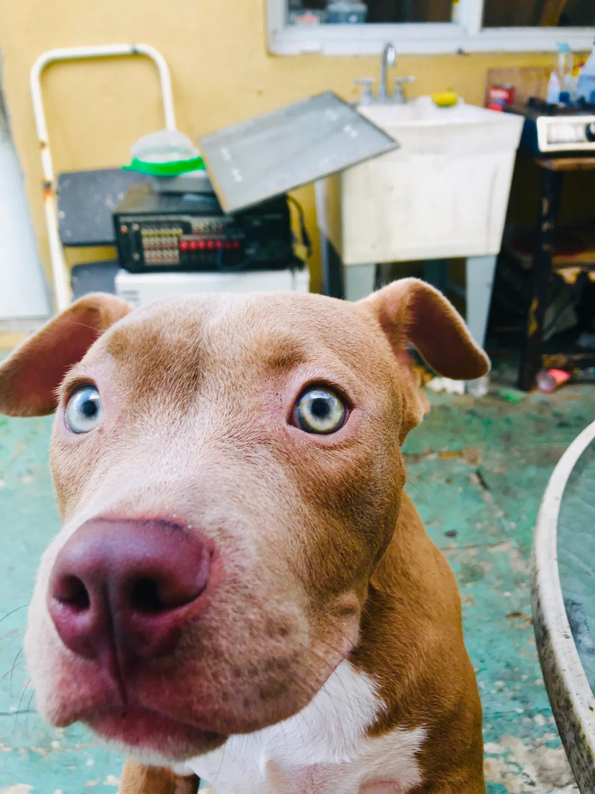 Lost dog in Miami, FL, 33167