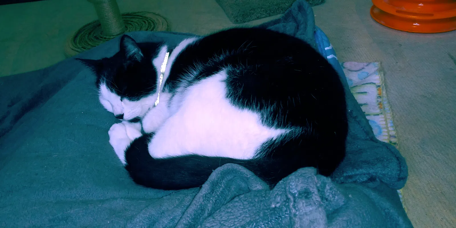 Lost cat in Sacramento, CA, 95828