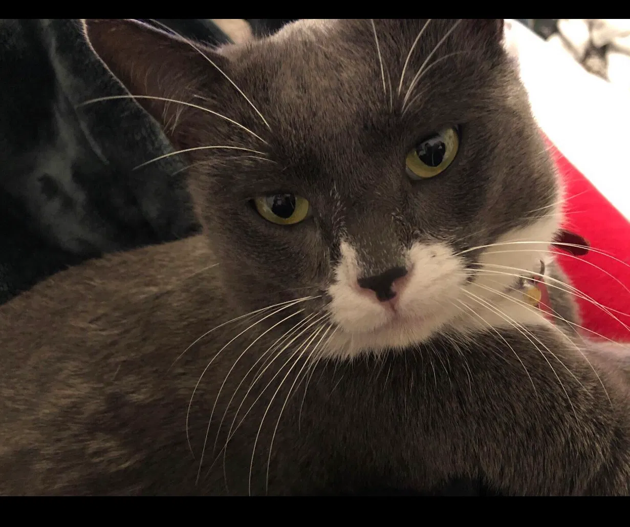Lost cat in Santa Ana, CA, 92701