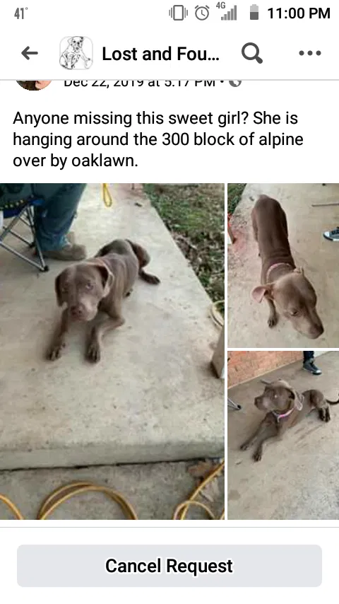 Lost dog in Hot Springs National Park, AR, 71903