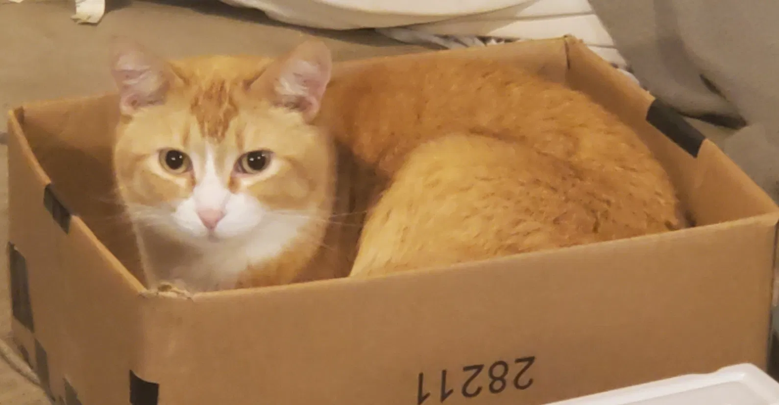 Lost cat in Belleville, IL, 62223
