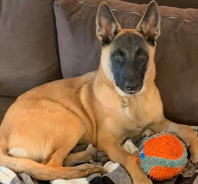 Lost dog in Bates City, MO, 64011