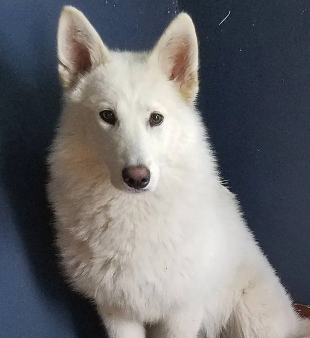 Lost dog in Clara City, MN, 56222