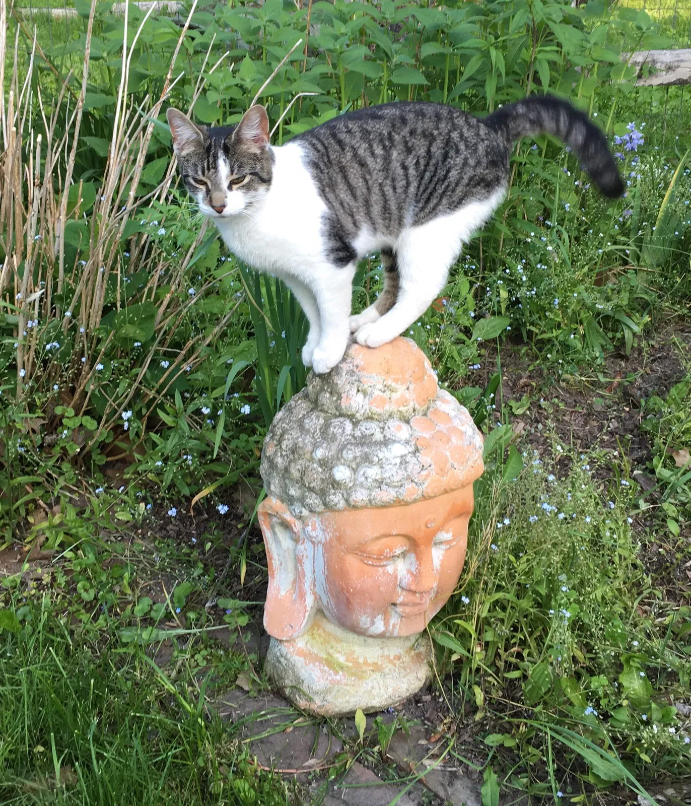 Lost cat in Rochester, NY, 14623