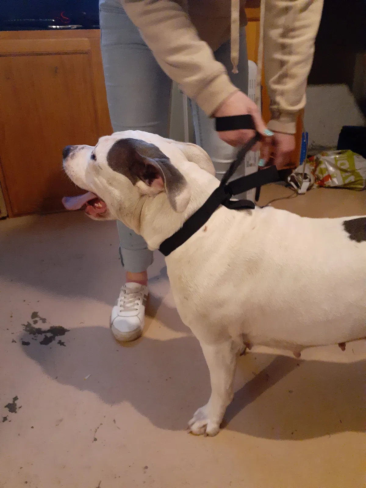 Lost dog in Saint Louis, MO, 63116