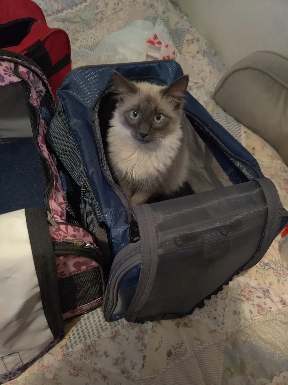 Lost cat in Mesa, AZ, 85202