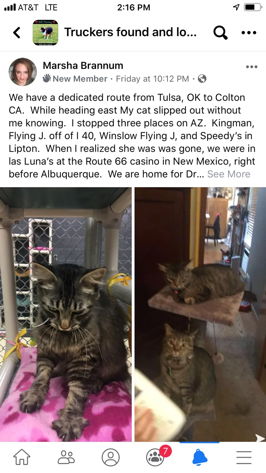 Lost cat in Kingman, AZ, 86401