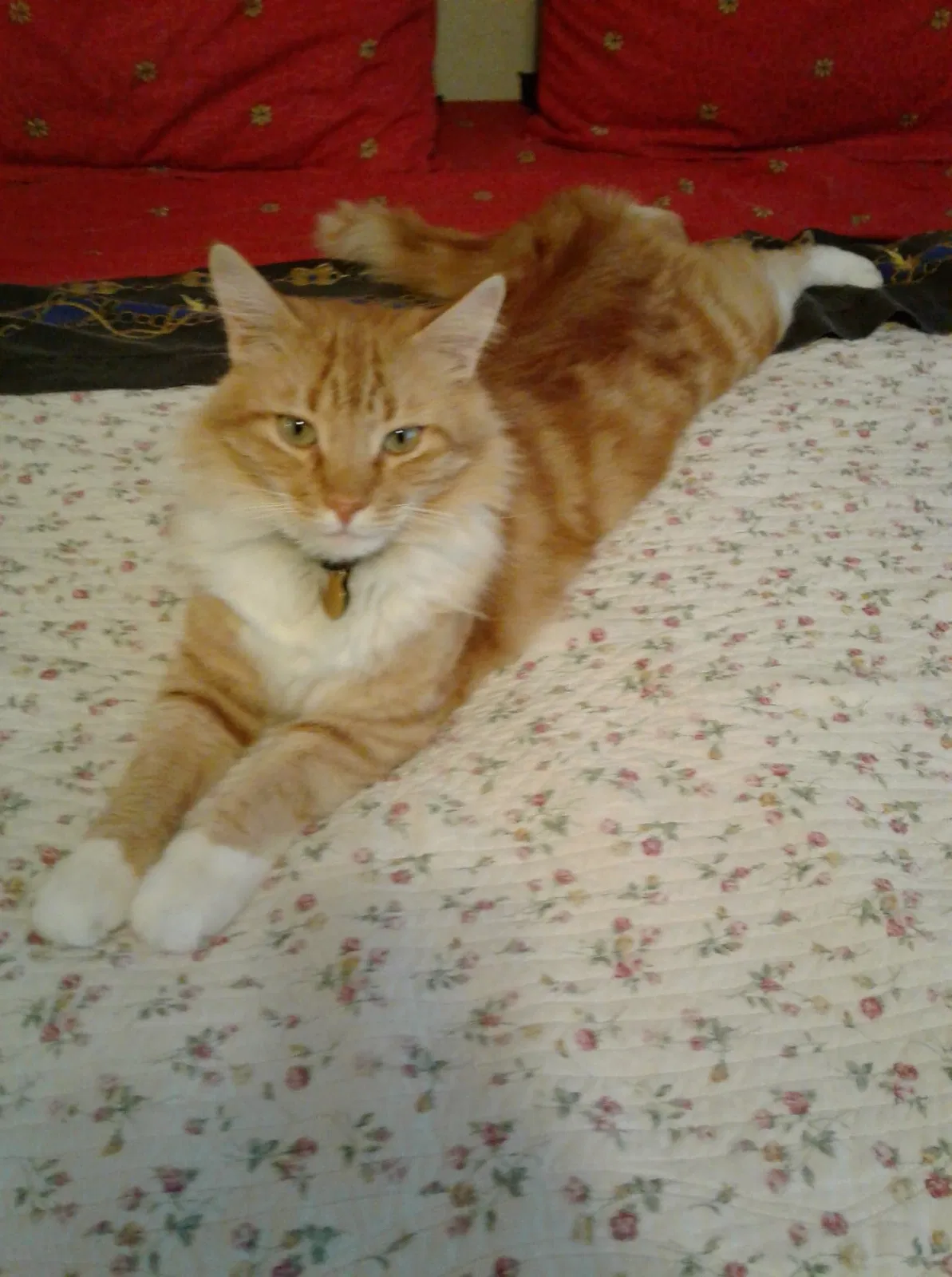 Lost cat in Redding, CA, 96002