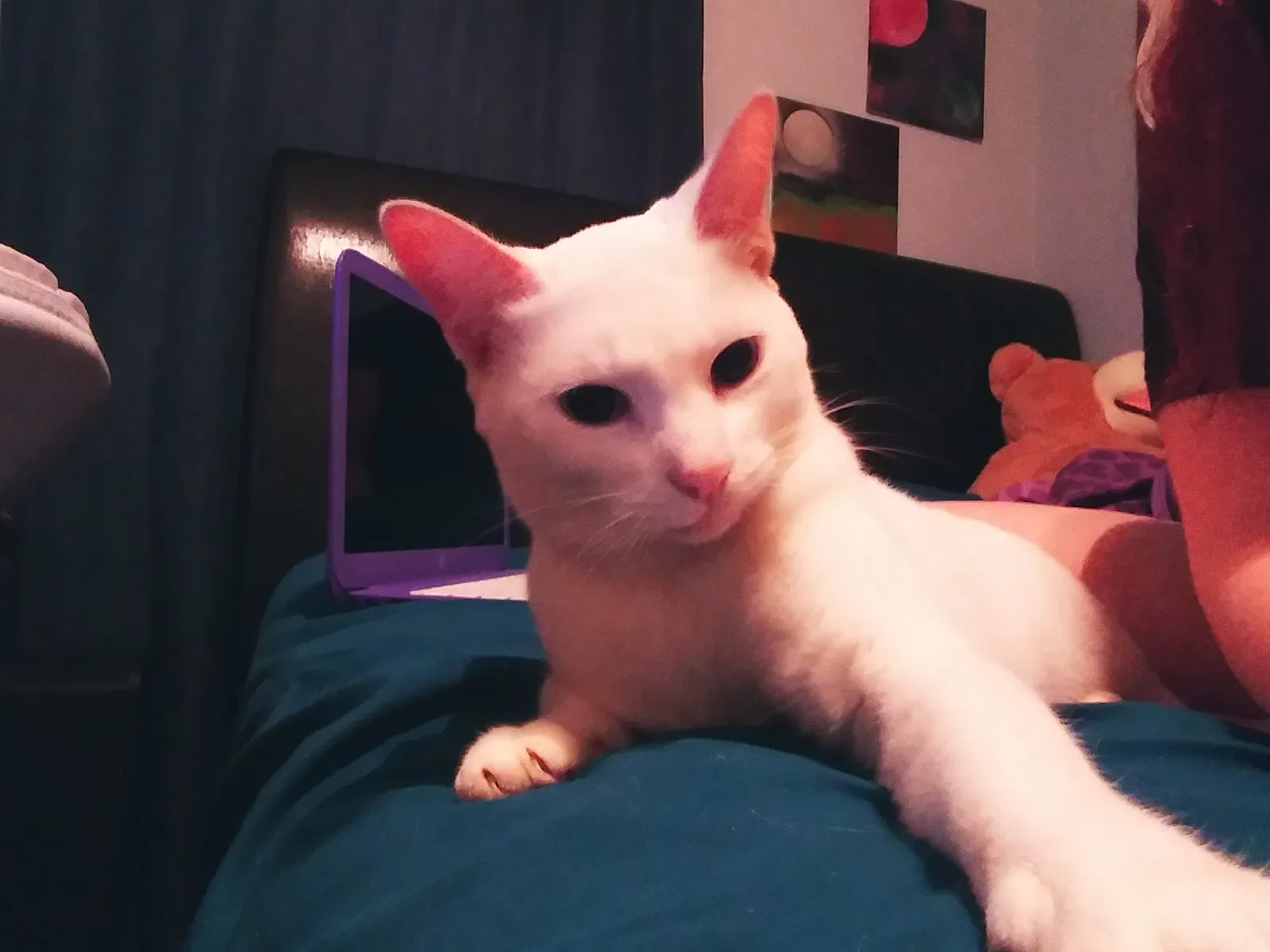 Found cat in Russellville, AR, 72801