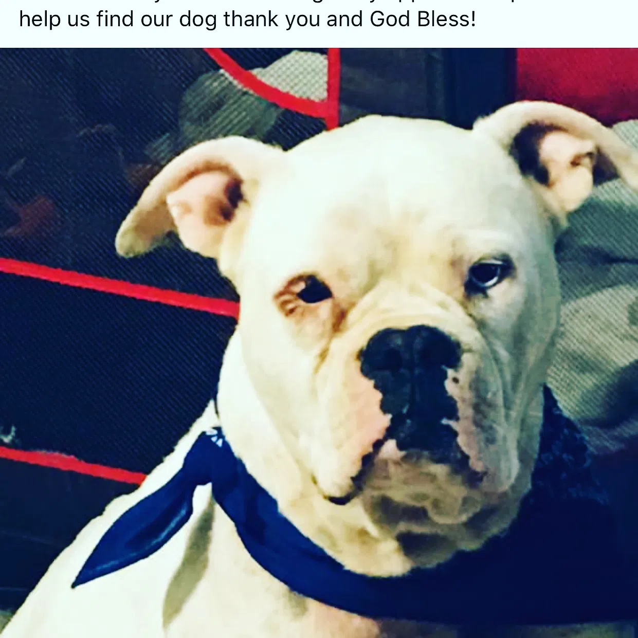 Lost dog in Crossville, TN, 38572