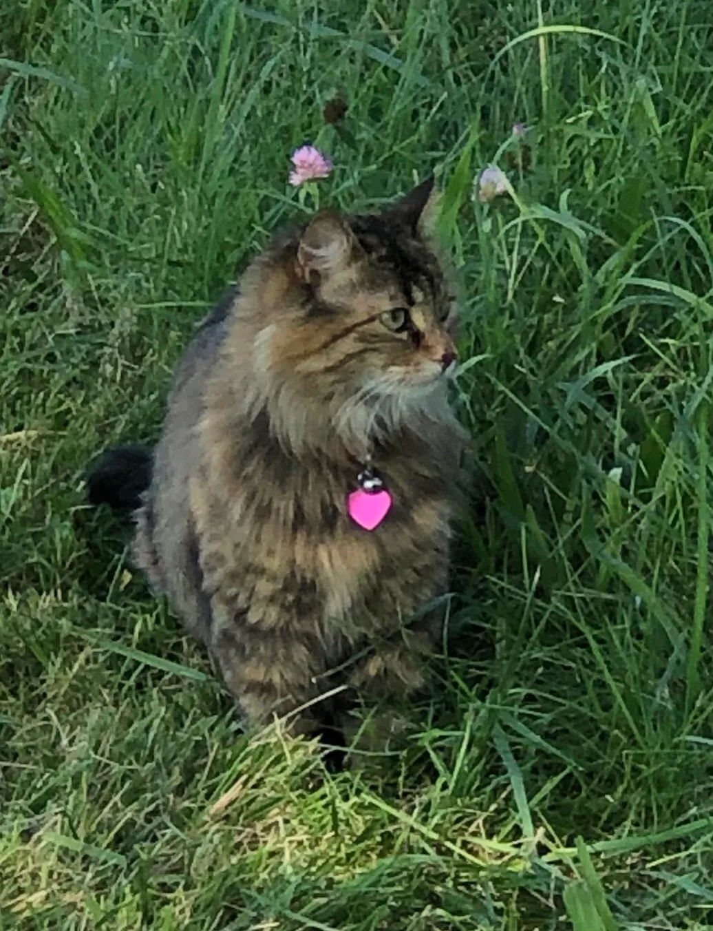 Lost cat in Springfield, MO, 65804