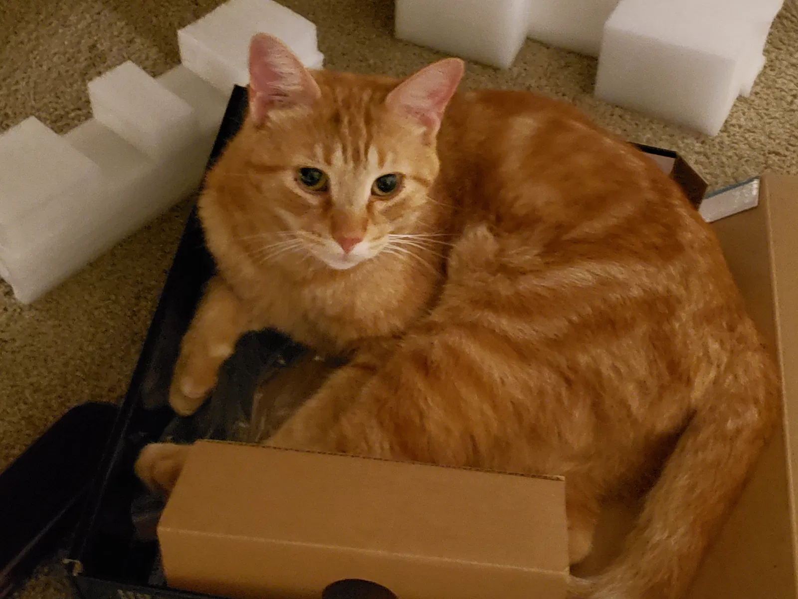 Lost cat in Crowley, TX, 76036