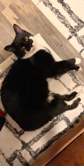 Lost cat in Apollo, PA, 15613