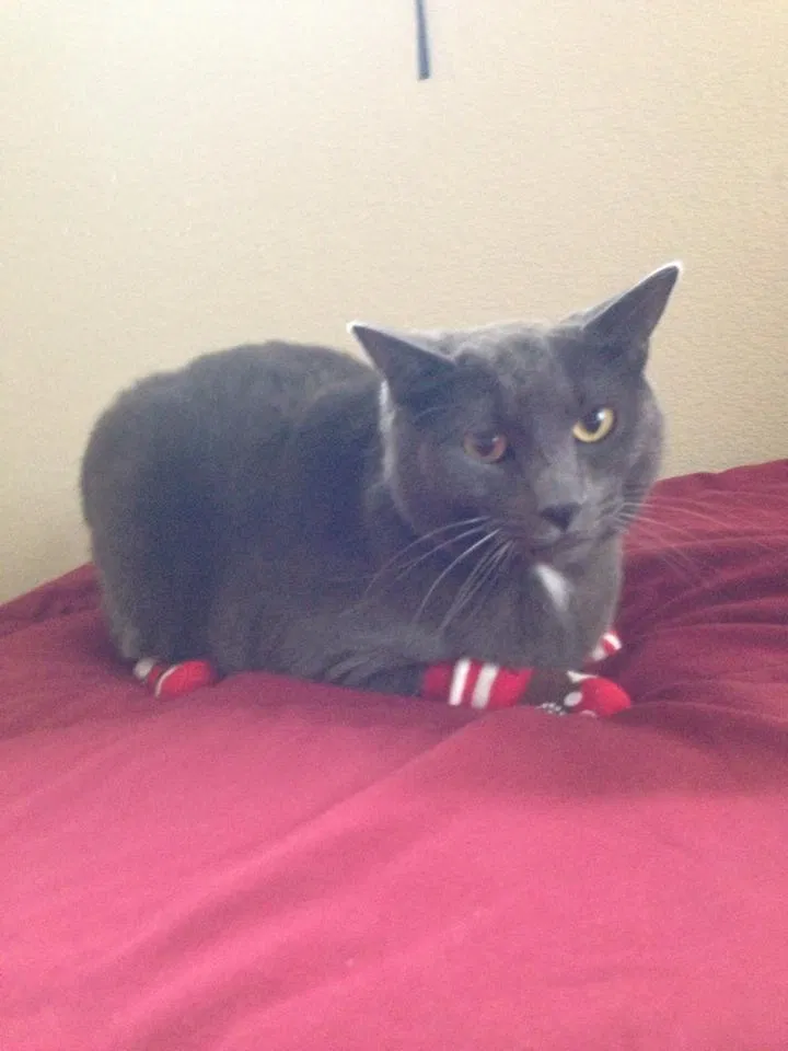 Lost cat in Sacramento, CA, 95835