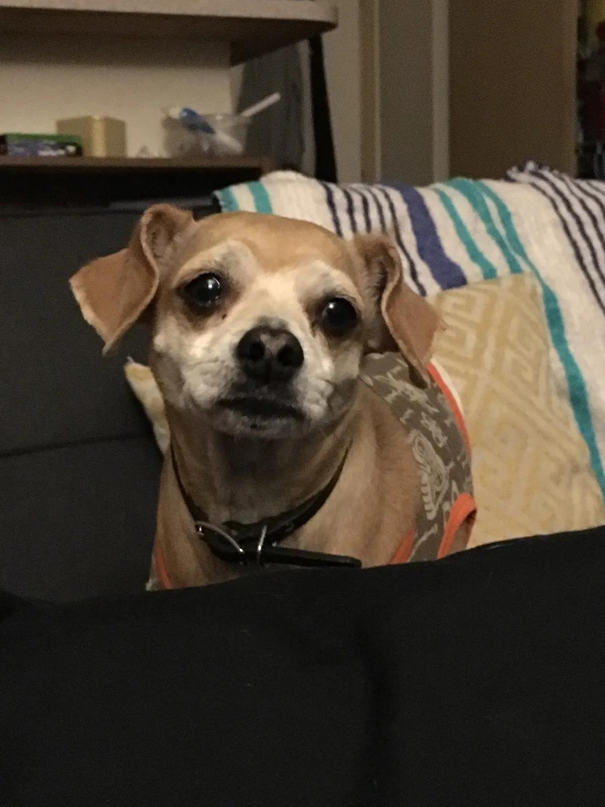 Lost dog in Albuquerque, NM, 87102
