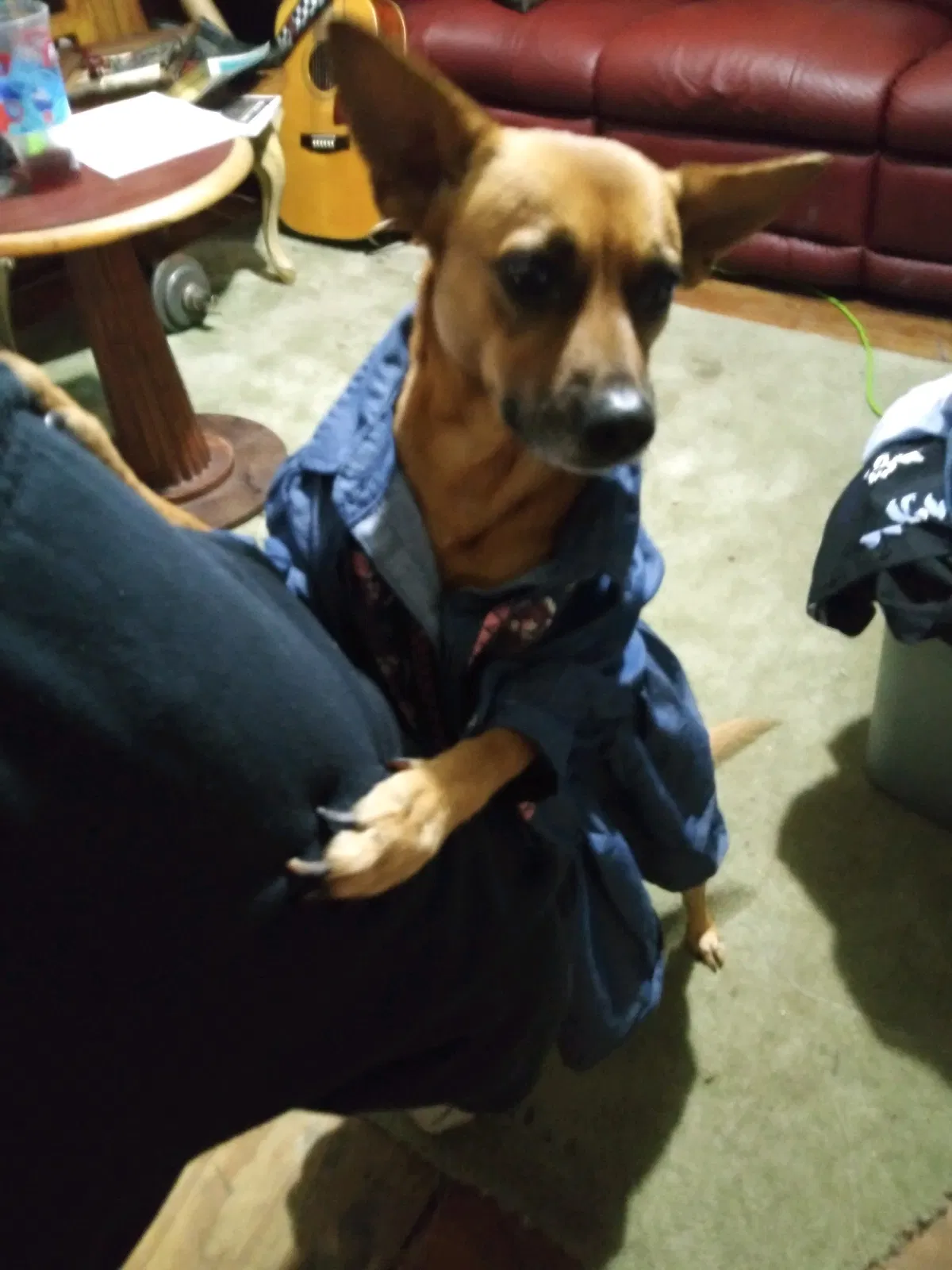 Lost dog in Dallas, TX, 75228