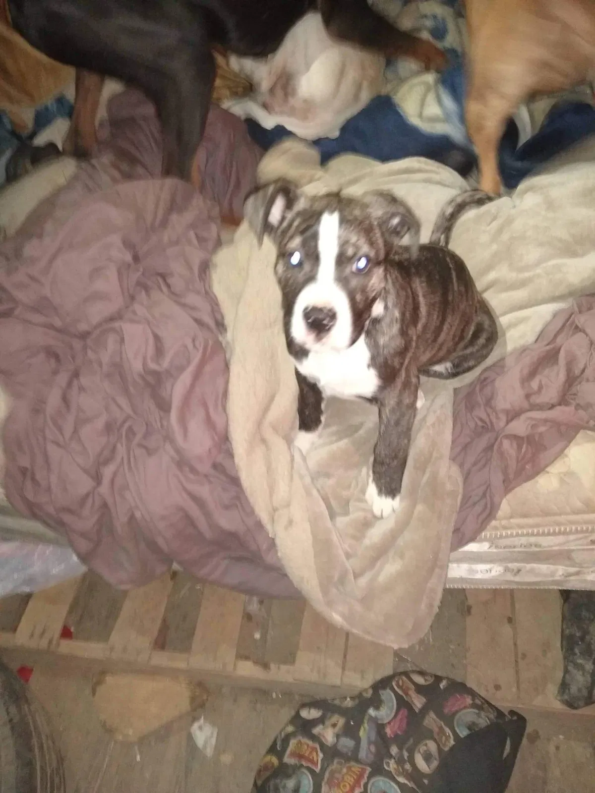 Lost dog in Orocovis, PR, 720