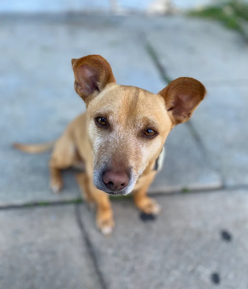 Lost dog in Los Angeles, CA, 90032