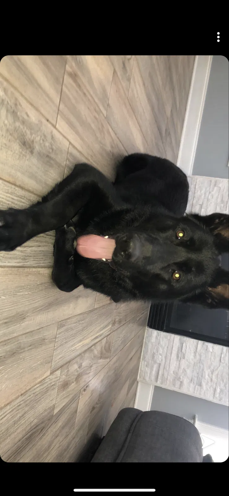 Lost dog in Matthews, NC, 28104