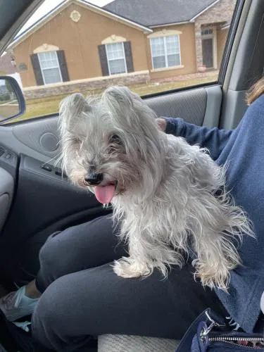 Found dog in Jacksonville, FL, 32222