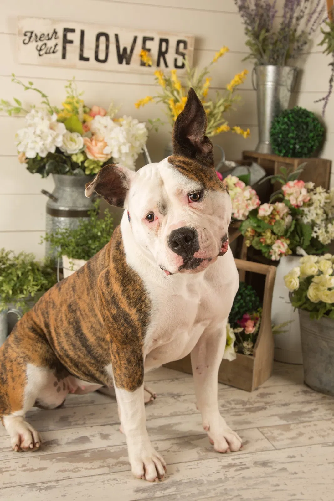 Lost dog in Morrisville, MO, 65710