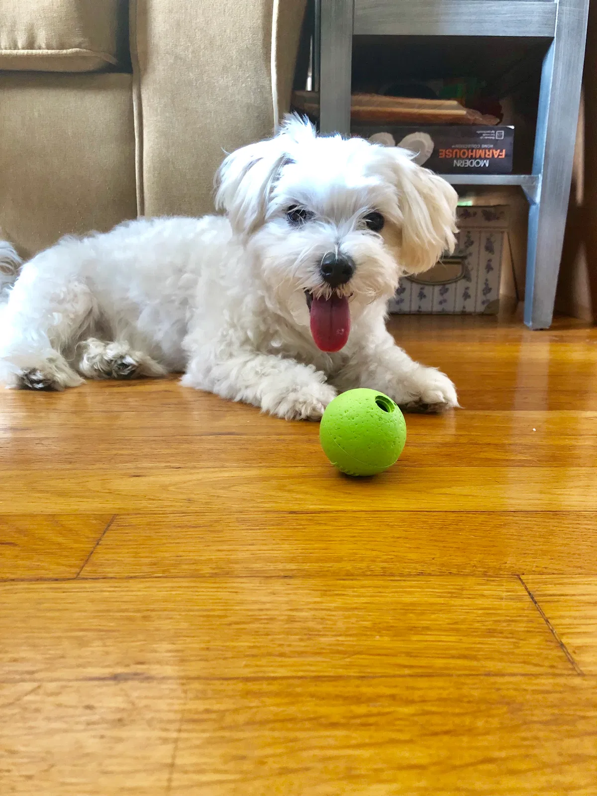 Lost dog in San Francisco, CA, 94116